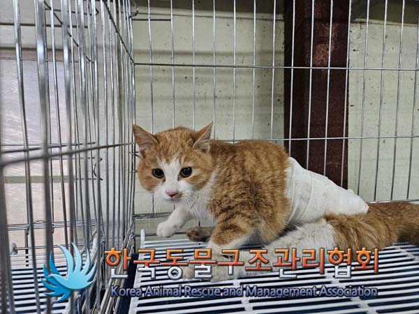 한국동물구조관리협회_411309202400595